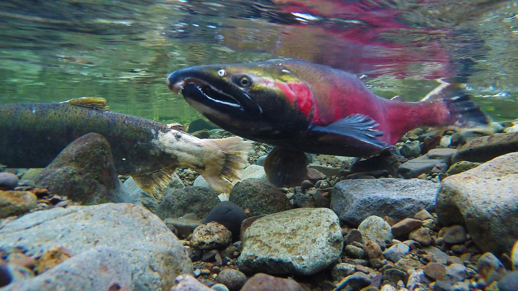 https://t4bi.thedev.ca/wp-content/uploads/2021/04/salmon.jpg