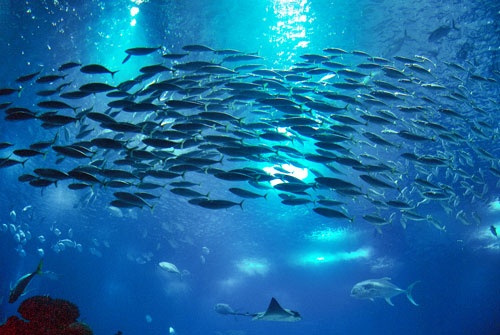 https://t4bi.thedev.ca/wp-content/uploads/2021/09/Fish.jpg