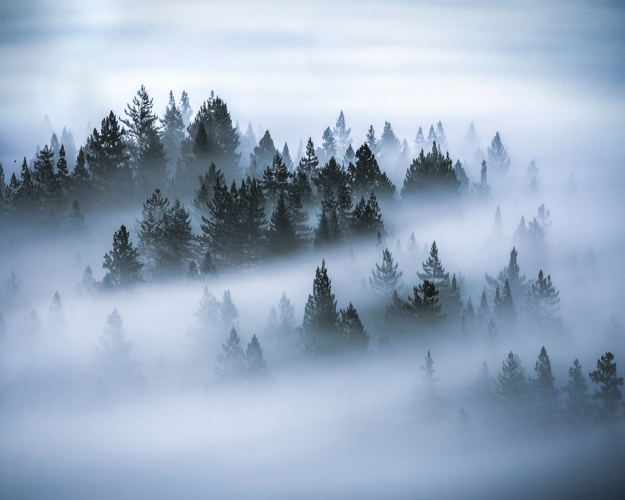 https://t4bi.thedev.ca/wp-content/uploads/2021/09/photo-of-pine-trees-covered-by-fog-2529973.jpg